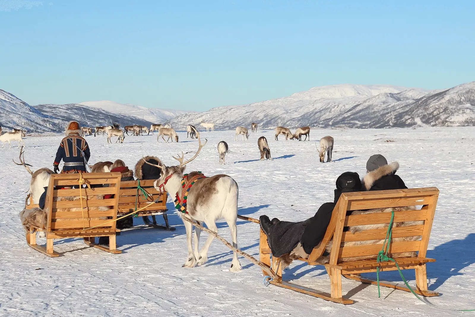 Reindeer sledding tours by Tromsø Arctic Reindeer
